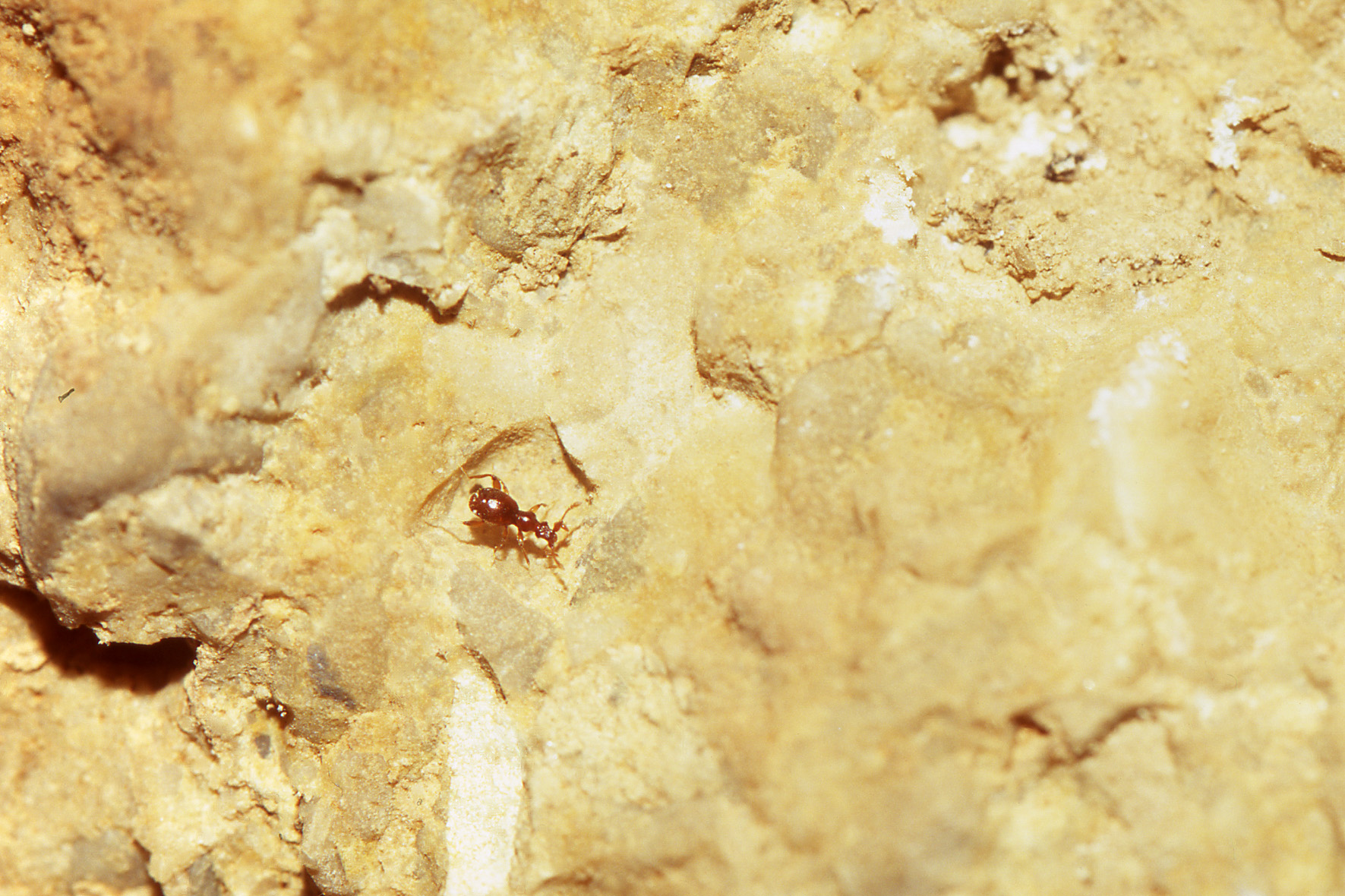 A new cave-dwelling species, the Krka beetle Bryaxis krkensis, has been discovered in the Krka NP